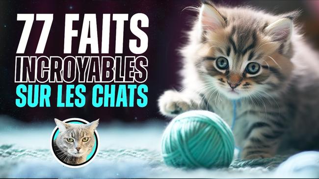 77 faits surprenants sur les chats